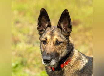 HERA-intelligent,neugierig, offen für jedes Abenteuer, liebt die Menschen und sucht ihr Zuhause