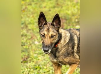 HERA-intelligent,neugierig, offen für jedes Abenteuer, liebt die Menschen und sucht ihr Zuhause