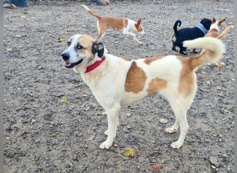 KAMILA-großartige Dame, freundlich, zugänglich, menschenbezogen, aufgeschlossen,  sucht ihr Zuhause