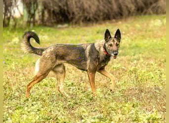 HERA-intelligent,neugierig, offen für jedes Abenteuer, liebt die Menschen und sucht ihr Zuhause