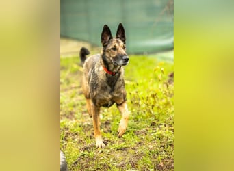 HERA-intelligent,neugierig, offen für jedes Abenteuer, liebt die Menschen und sucht ihr Zuhause