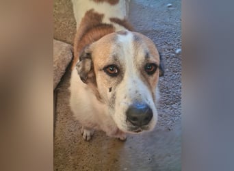 KAMILA-großartige Dame, freundlich, zugänglich, menschenbezogen, aufgeschlossen,  sucht ihr Zuhause