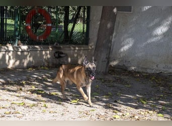 TUCA-sportlich wie ein Junghund,freundlich, menschenbezogen wartet auf ihr schönes Für-immer-Zuhause