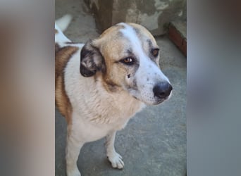 KAMILA-großartige Dame, freundlich, zugänglich, menschenbezogen, aufgeschlossen,  sucht ihr Zuhause