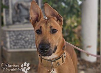 Grazia ist ein sportliches, intelligentes Malinois Mischlings Mädel