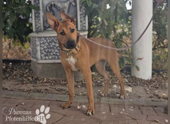 Grazia ist ein sportliches, intelligentes Malinois Mischlings Mädel