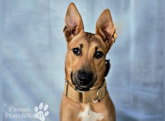Grazia ist ein sportliches, intelligentes Malinois Mischlings Mädel