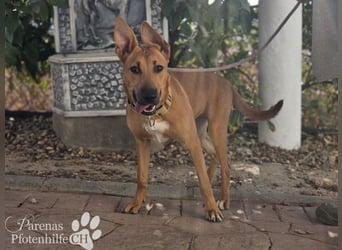 Grazia ist ein sportliches, intelligentes Malinois Mischlings Mädel