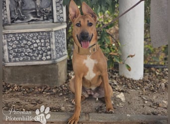 Grazia ist ein sportliches, intelligentes Malinois Mischlings Mädel