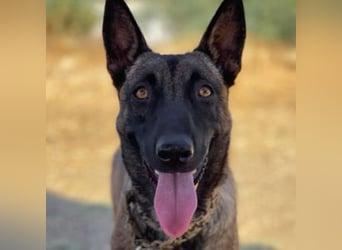 Nike (Spanien) – ein weiches Malinois Mädchen