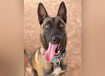 Nike (Spanien) – ein weiches Malinois Mädchen
