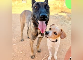 Nike (Spanien) – ein weiches Malinois Mädchen