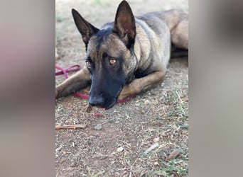 Nike (Spanien) – ein weiches Malinois Mädchen