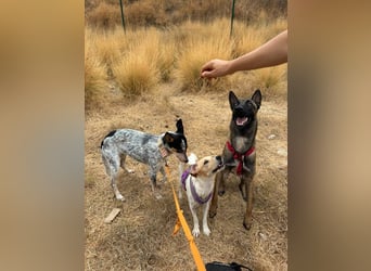 Nike (Spanien) – ein weiches Malinois Mädchen