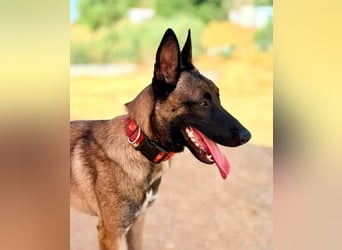 Nike (Spanien) – ein weiches Malinois Mädchen