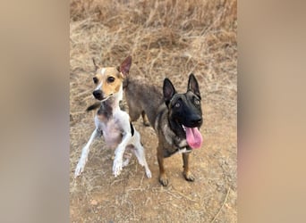 Nike (Spanien) – ein weiches Malinois Mädchen