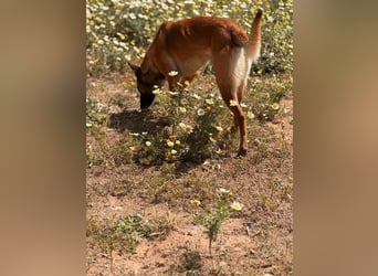 Max (Spanien) – vom unsicheren Jungen zum mutigen Malinois