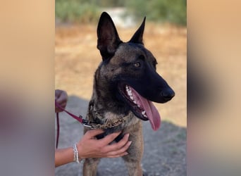 Nike (Spanien) – ein weiches Malinois Mädchen
