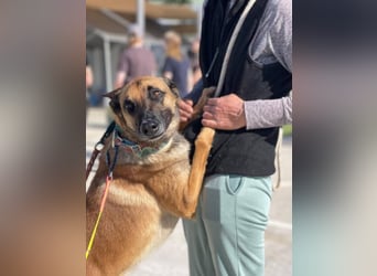 Max (Spanien) – vom unsicheren Jungen zum mutigen Malinois