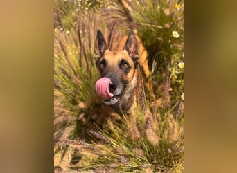 Max (Spanien) – vom unsicheren Jungen zum mutigen Malinois