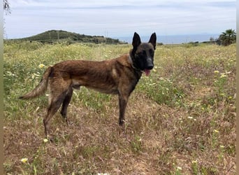 Conde (Spanien)  – sanfte Seele wartet darauf, endlich gesehen zu werden