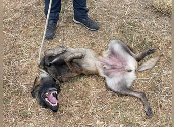 Conde (Spanien)  – sanfte Seele wartet darauf, endlich gesehen zu werden