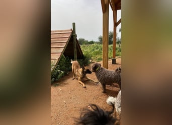 Max (Spanien) – vom unsicheren Jungen zum mutigen Malinois