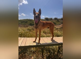 Max (Spanien) – vom unsicheren Jungen zum mutigen Malinois