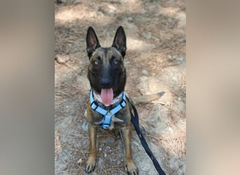 Nike (Spanien) – ein weiches Malinois Mädchen