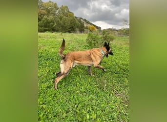 Conde (Spanien)  – sanfte Seele wartet darauf, endlich gesehen zu werden