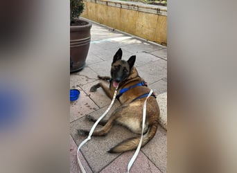 Conde (Spanien)  – sanfte Seele wartet darauf, endlich gesehen zu werden