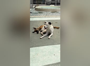 Max (Spanien) – vom unsicheren Jungen zum mutigen Malinois