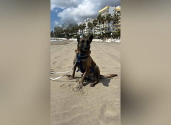 Conde (Spanien)  – sanfte Seele wartet darauf, endlich gesehen zu werden