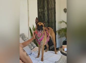 Max (Spanien) – vom unsicheren Jungen zum mutigen Malinois