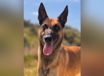 Max (Spanien) – vom unsicheren Jungen zum mutigen Malinois