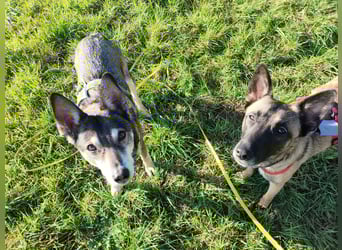 Malinois-Mischling Mila wartet in der Nähe von Goslar