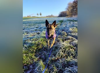 Malinois-Mischling Mila wartet in der Nähe von Goslar