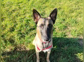 Malinois-Mischling Mila wartet in der Nähe von Goslar