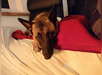 Malinois-Mischling Mila wartet in der Nähe von Goslar