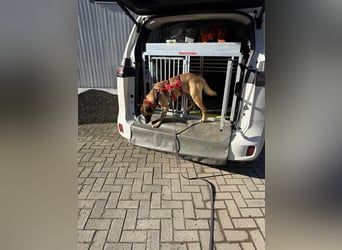 Malinois-Mischling Mila wartet in der Nähe von Goslar