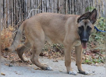 Cora sucht eine aktive Familie