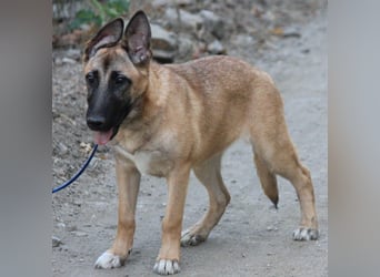Cora sucht eine aktive Familie