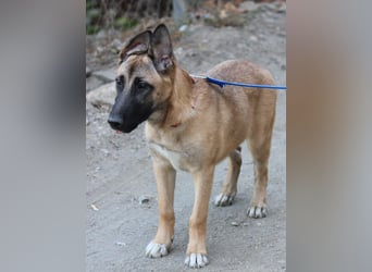 Cora sucht eine aktive Familie