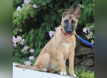 Cora sucht eine aktive Familie