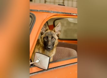 Skalina sucht ihr  Glück...