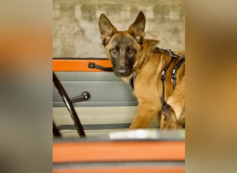 Skalina sucht ihr  Glück...