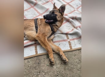 Skalina sucht ihr  Glück...