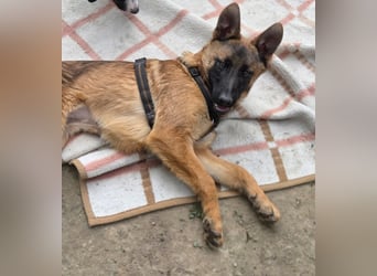 Skalina sucht ihr  Glück...