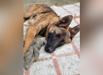 Skalina sucht ihr  Glück...