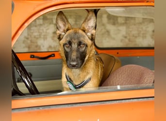 Skalina sucht ihr  Glück...